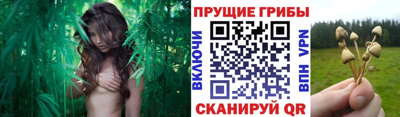 Галлюциногенные грибы мицелий что такое Курлово